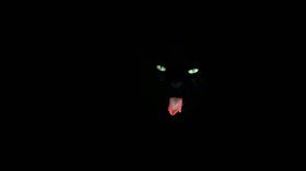 Black Cat