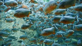 Piranhas II