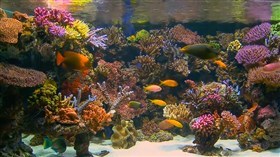 Aquarium 9