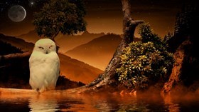Night Owl