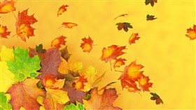 Maple Leaf