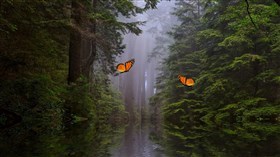 Forest Fling