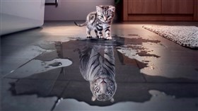 Kitty Tiger 4K