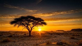 Acacia Tree Silhouette