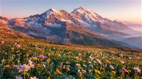 Alpine Mountain Fields
