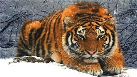 Snow Tiger