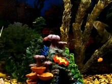 my aquarium