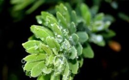 Droplets