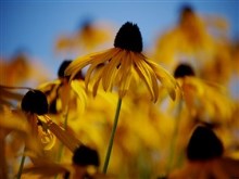Dancing Daisys