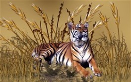 Golden Tiger