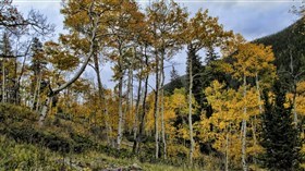 Aspen Glow
