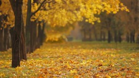 Autumn Leaves in the Breeze