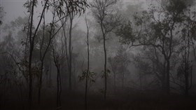 Spooky Halloween Forest