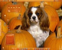 King of Pumpkin Patch