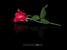 Single Red Rose