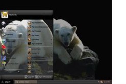 Polar Bear Dreams