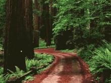 OldDirtRoad